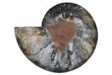 Cut & Polished Ammonite Fossil (Half) - Unusual Black Color #256307-1